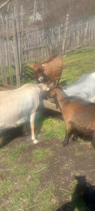 Vând capre tinere cu iezi și un țap alpin francez