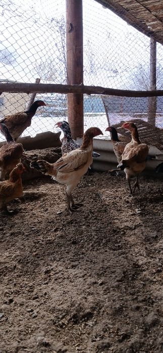 Дакан мекендер сатылады