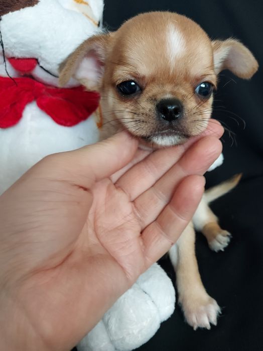 Продаю щенков чихуахуа