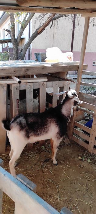 Козёл Альпонубийскиий