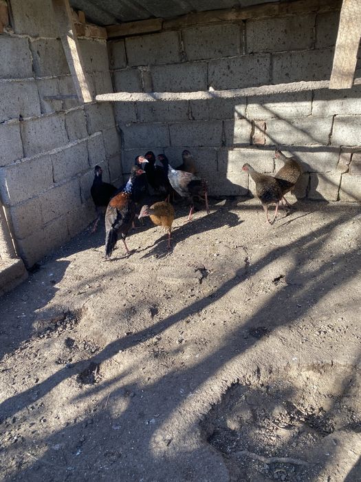 Седлати фазани -седлови