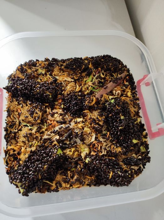 Жук-знахарь (чернотелка)