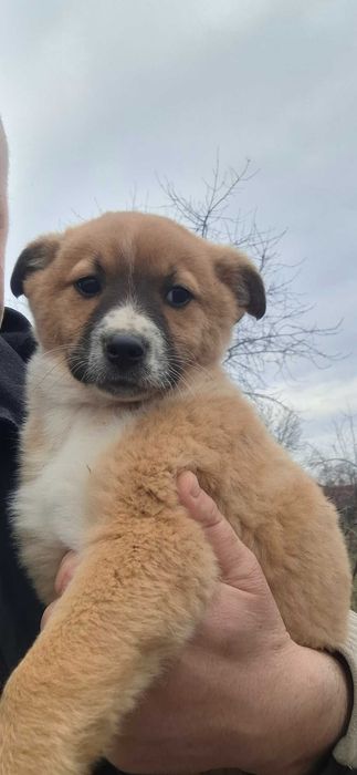 Donez 2 femele  de aproximativ  3 luni