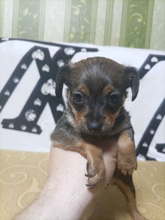 Продам щенка той-терьера