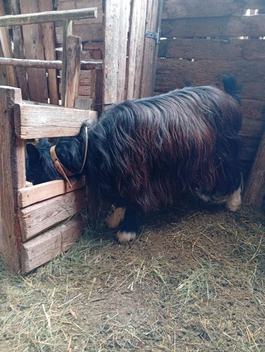 Vând CAPRE bune de Tinut