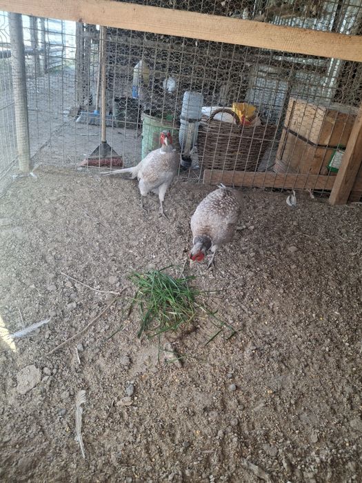 2masculi de fazan comun albastru la schimb