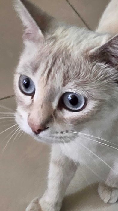 Котенок, кошка, девочка 6 недель