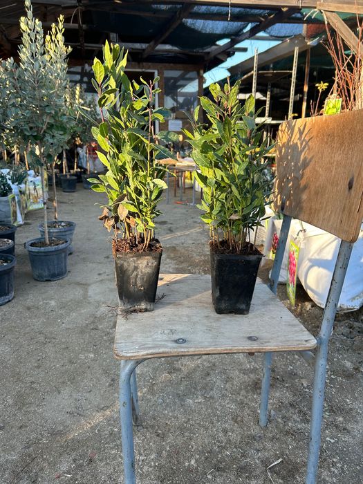 Дафинов лист - във всяка саксия има по няколко корена