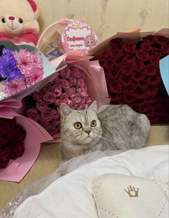 Продам шотландских котят!