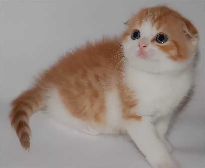 Продам котят .Вислоухих британцев