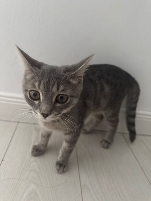 Котенок очень красивый и ласковый