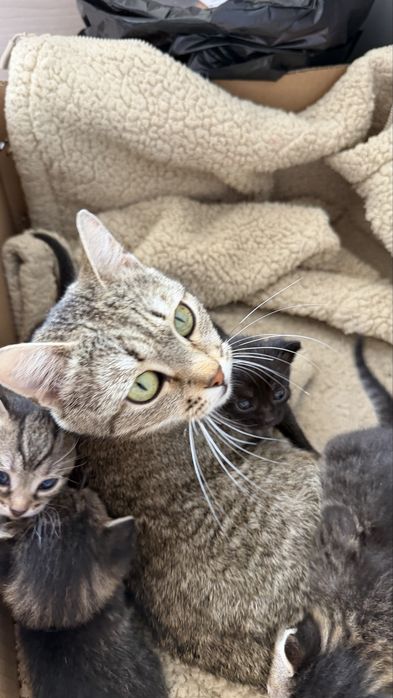 Котята бесплатно