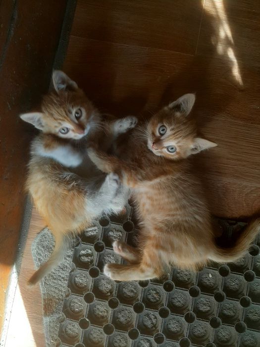 Отдам даром котят.