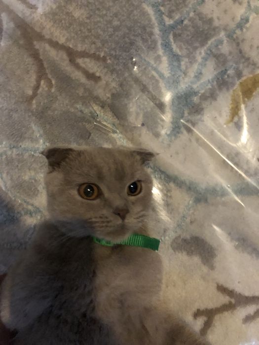 fold  qiz bola 2yosh