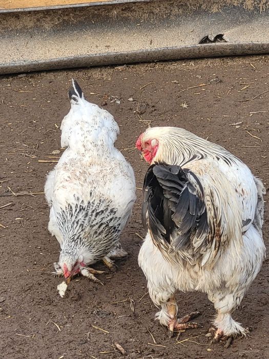 Брама қораз сатылады