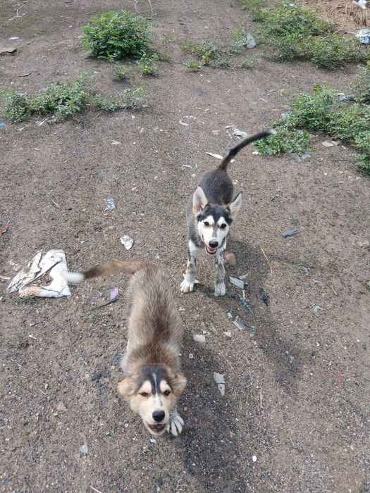 Продам шенки сиврскйи хаски