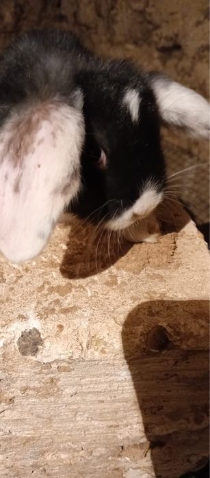 Кролики Французкий баран