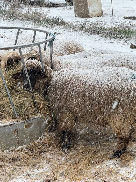Vand berbecut rasa tigaie