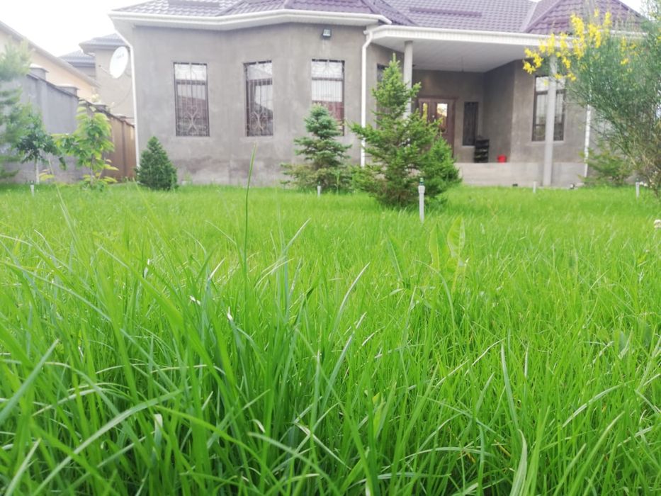 Газон Егеміз сапалы гарантия