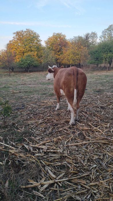 Vând vaca de 8 ani gestanta in 8 luni
