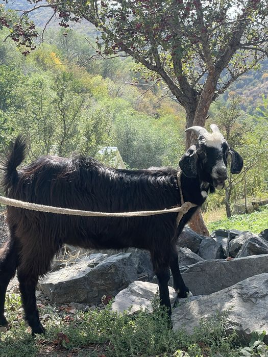 Продам Шыбыш микс Заненского и Битала