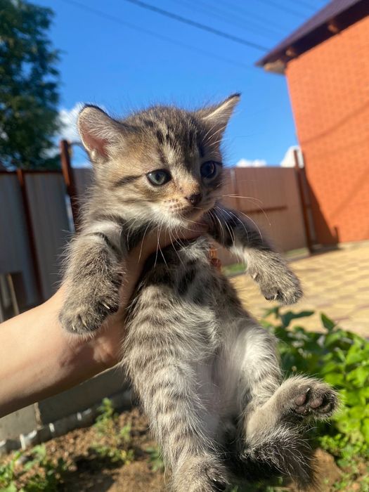 Отдам даром котят