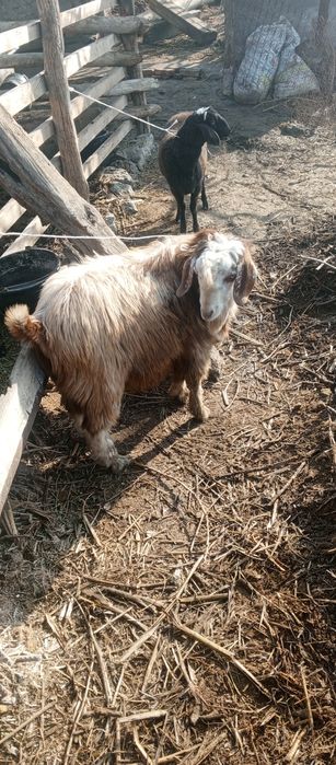 Qoʻchqor erkak echki  sotiladi kelishilgan holda