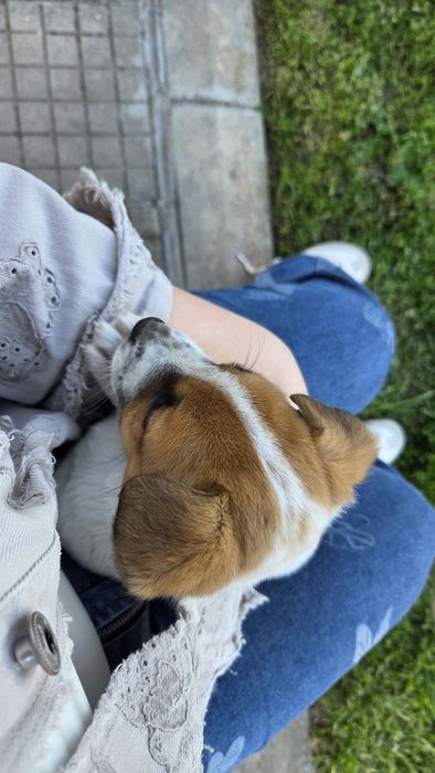 Две енергични мъжки Джак Ръселчета!