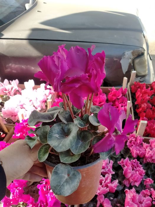 Цикломен  Герань цветы в горшках