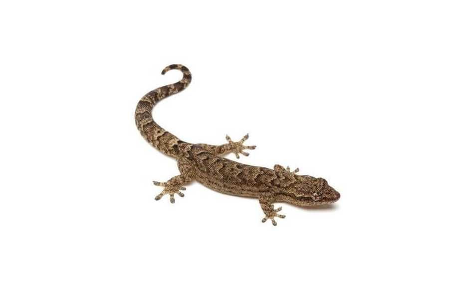 Траурен гекон, плачещ гекон, люспопръст гекон, лугубрис (Lepidodactylus lugubris)