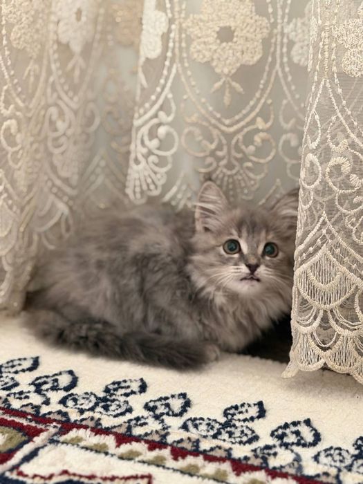 Mushuk: Maine coon
