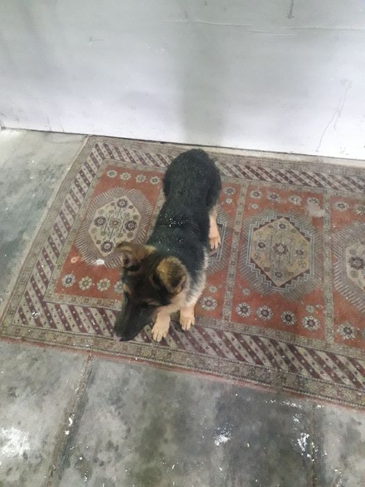 В продаже немецкая овчарка.