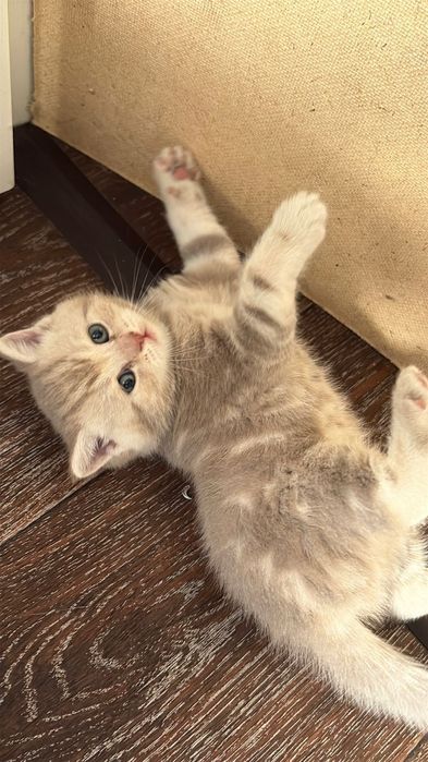 Продается котенок девочка шотландка