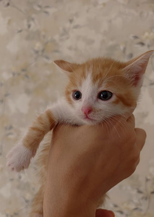 Котята малыши, 1 месяц