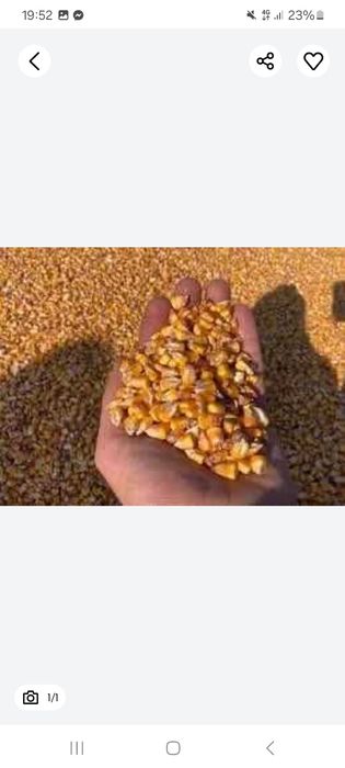 Porumb boabe ori unde in tara