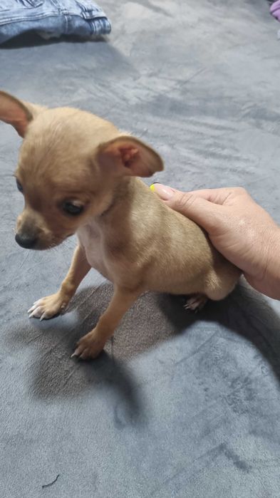 Русский Той-терьер мини