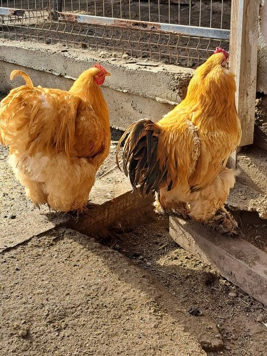 Ouă pentru incubație de găini încălțațe bărboase și cu gâtul gol