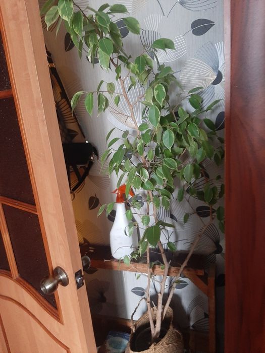 Продам фикус Бенджамина