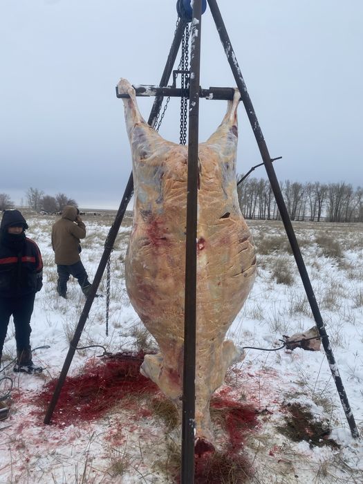 Продам мясо жирное