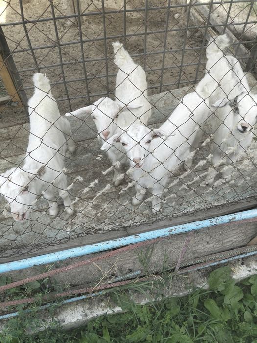 Лак сатылады козлята
