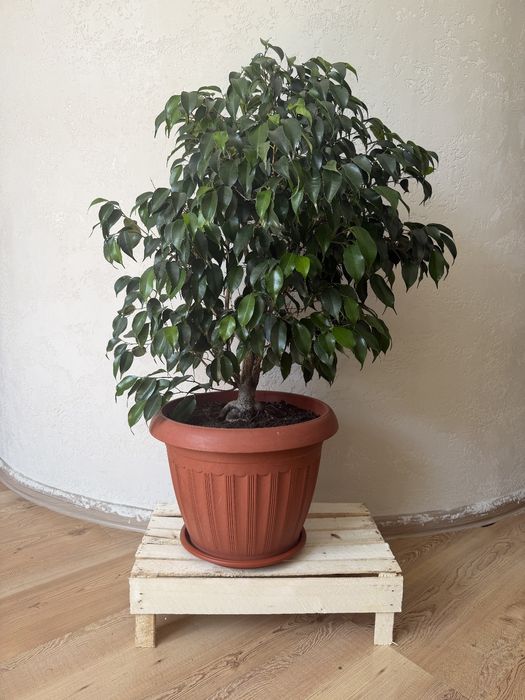 Продам Фикус Бенжамина