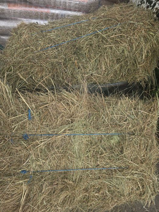 Vand baloti de fan, calitatea 1 , este verde inauntru