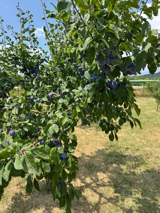 Vand prune din livada proprie