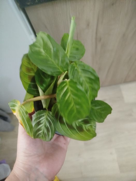 Комнатные цветы разные