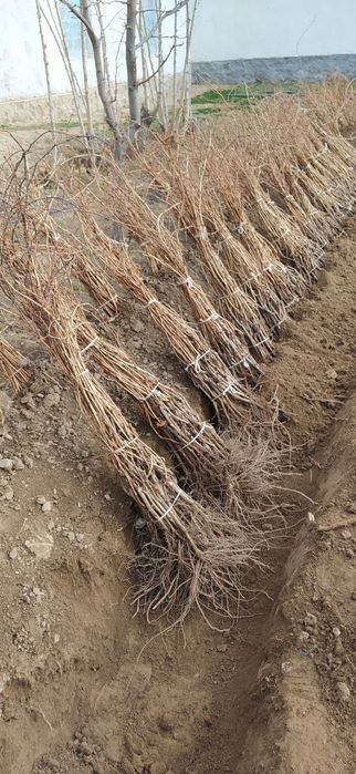 Oq chop qora kishmish