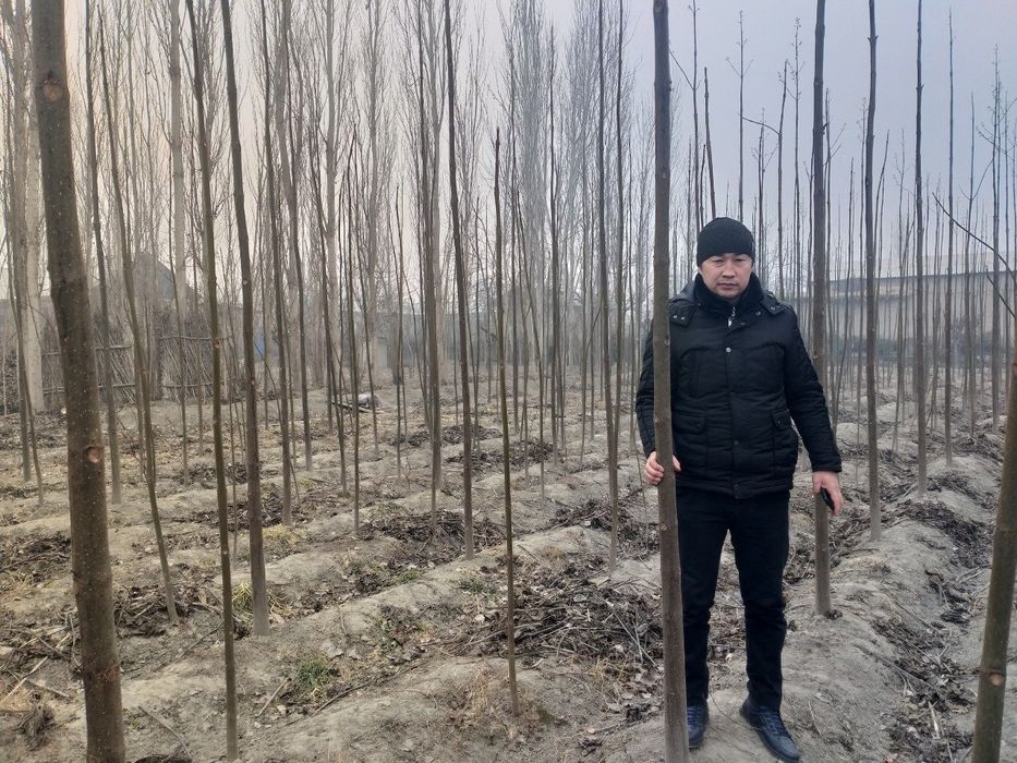 Pavloniya - M1  va Shangton navlari