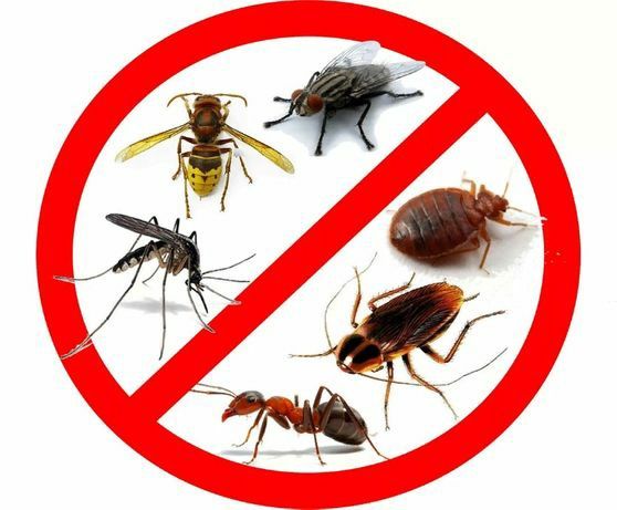 Круглосуточное Дезинфекция от всех видов Вредителей!!!