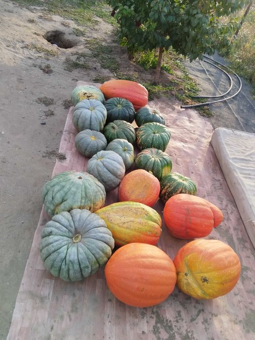 Продам домашние засолки