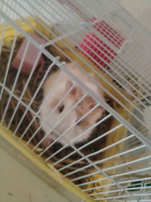 Продам морскую свинку