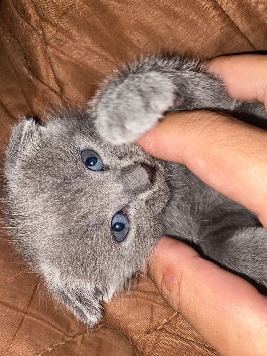 Котяты шотл продается .